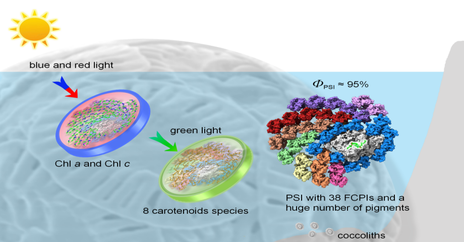 煙臺海岸帶所與植物所合作破解顆石藻超大光系統(tǒng)I-捕光天線復合體高效利用光能的分子機制