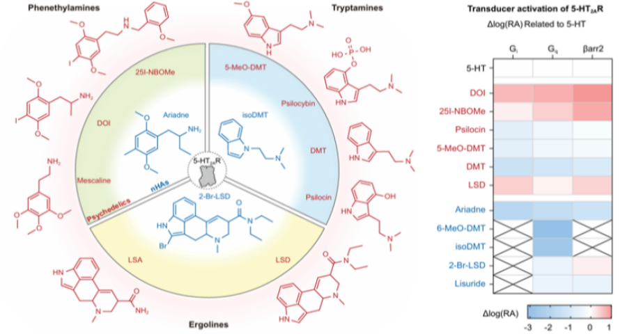 長春應(yīng)化所在致幻劑作用機制研究方面取得突破性進展